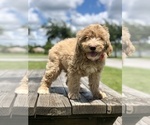 Small Photo #10 Goldendoodle Puppy For Sale in KISSIMMEE, FL, USA