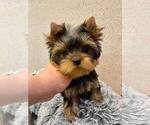 Small Photo #22 Yorkshire Terrier Puppy For Sale in RANCHO BERNARDO, CA, USA