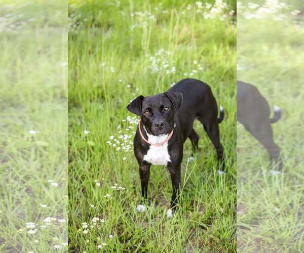 Medium Photo #4 Mutt Puppy For Sale in  Gainesville, FL, USA