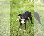 Small #3 Mutt