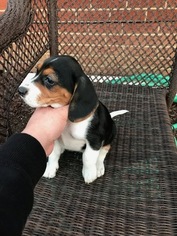 Beagle Puppy for sale in AURORA, IL, USA