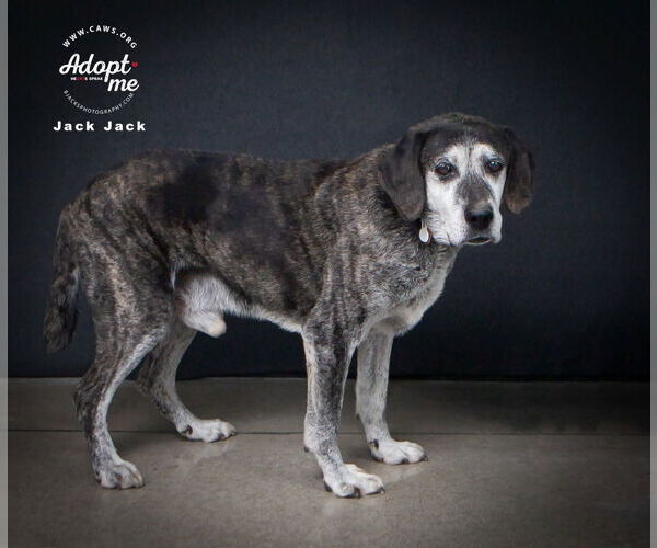 Medium Photo #4 Mutt Puppy For Sale in Salt Lake City, UT, USA