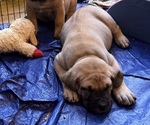 Small #3 Boerboel