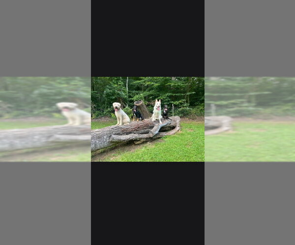 Medium Photo #35 Gerberian Shepsky Puppy For Sale in Winston Salem, NC, USA
