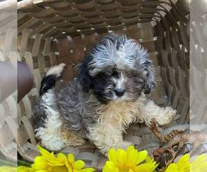 Medium Cavapoo