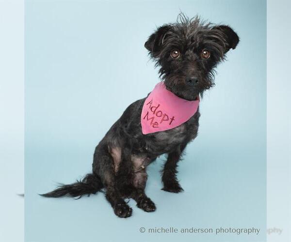 Medium Photo #2 Poodle (Miniature)-Unknown Mix Puppy For Sale in Corona, CA, USA
