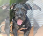 Small #10 Labrador Retriever Mix