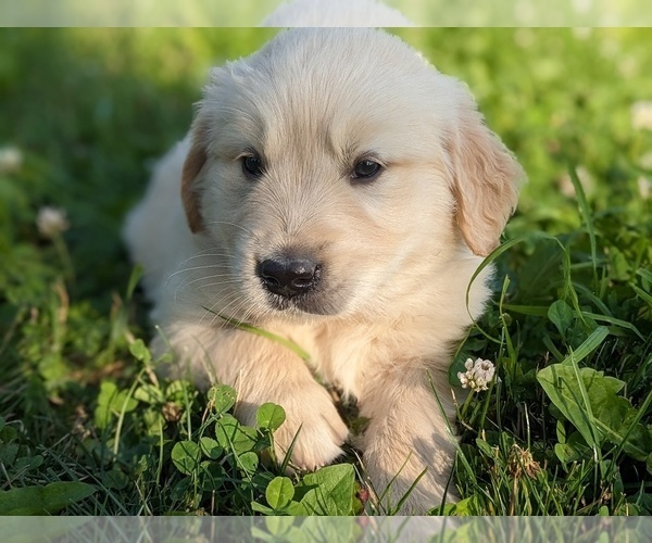 Medium Photo #3 Golden Retriever Puppy For Sale in WOOSTER, OH, USA