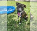 Small #1 American Pit Bull Terrier Mix