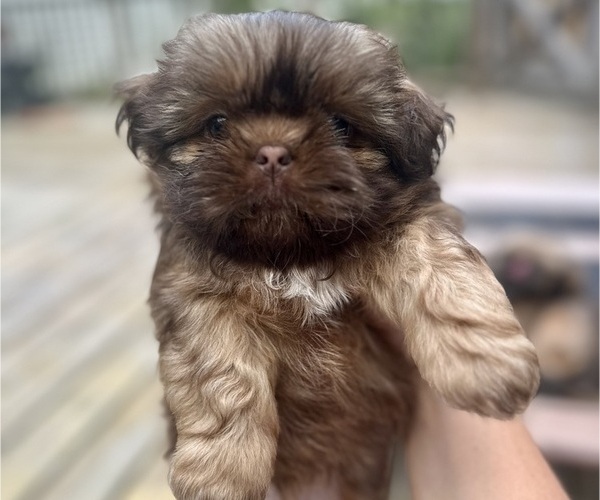 Medium Photo #3 Shih Tzu Puppy For Sale in CUMBERLAND CENTER, ME, USA