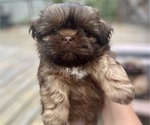 Puppy Latte Shih Tzu