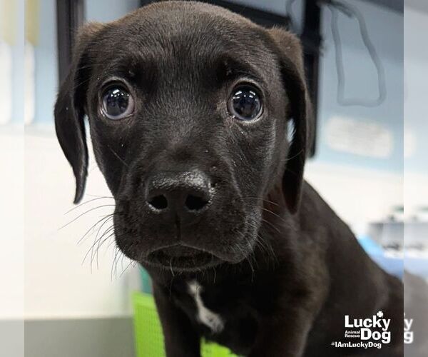 Medium Photo #3 Labrador Retriever-Unknown Mix Puppy For Sale in Washington, DC, USA