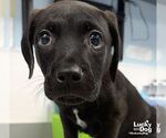 Small #2 Labrador Retriever Mix
