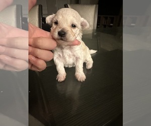 Maltese Puppy for sale in SAN ANTONIO, TX, USA