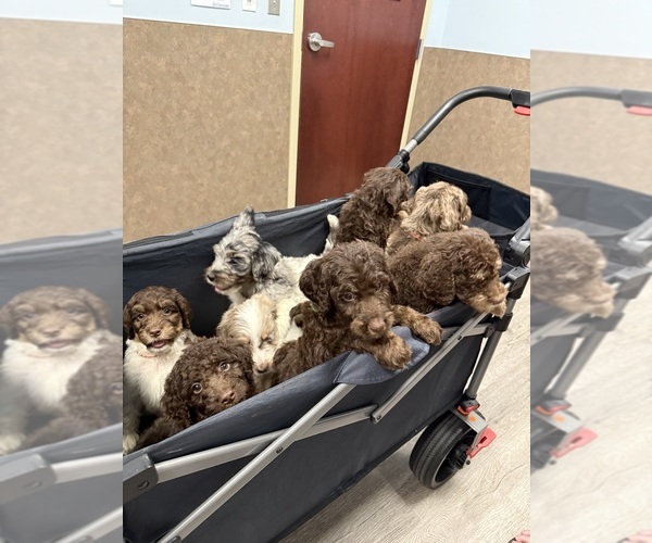 Medium Photo #9 Goldendoodle Puppy For Sale in WOODLEAF, NC, USA