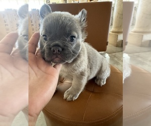 French Bulldog Puppy for sale in MORENO VALLEY, CA, USA