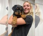 Small Rottweiler