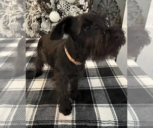 Medium Schnauzer (Miniature)