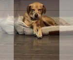 Small Photo #3 Mutt Puppy For Sale in Hinckley, IL, USA
