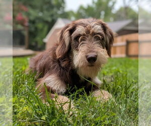 Poodle (Standard)-Unknown Mix Dogs for adoption in Fairfax, VA, USA