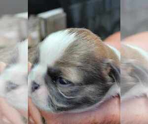 Shih Tzu Puppy for sale in FANNING SPGS, FL, USA