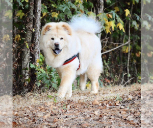 Chow Chow Puppy for sale in ATL, GA, USA