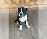 Small #6 Mutt