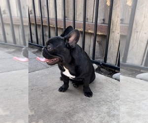 French Bulldog Dog for Adoption in LODI, California USA
