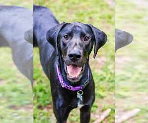 Great Dane Dogs for adoption in Huntersville, NC, USA