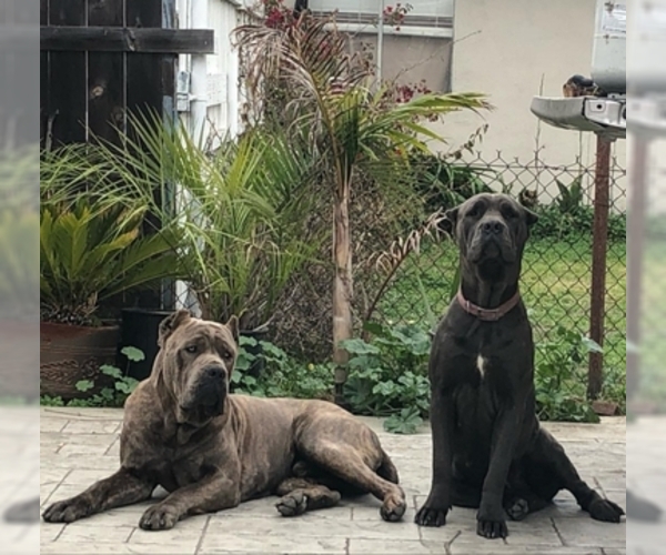Medium Photo #13 Cane Corso Puppy For Sale in CITY INDUSTRY, CA, USA