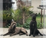 Small Photo #13 Cane Corso Puppy For Sale in CITY INDUSTRY, CA, USA