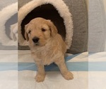 Small Photo #4 Goldendoodle Puppy For Sale in SAINT AUGUSTINE, FL, USA
