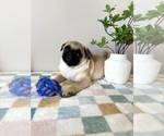 Small #6 Pug