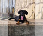 Small Photo #3 Labrottie Puppy For Sale in Southbury, CT, USA