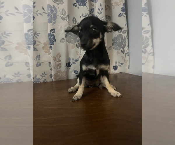 Medium Photo #11 Chihuahua Puppy For Sale in DURHAM, CT, USA