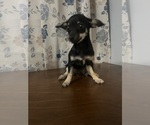 Small #10 Chihuahua
