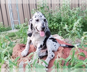 Bloodhound-Catahoula Leopard Dog Mix Puppy for sale in COMMERCE, TX, USA