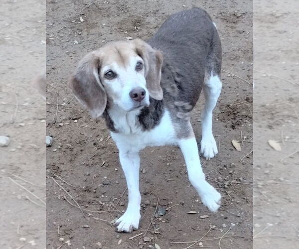 Medium Photo #2 Beagle Puppy For Sale in Apple Valley, CA, USA