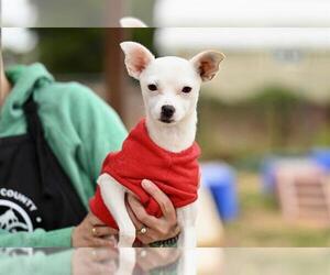 Chihuahua-Unknown Mix Dogs for adoption in Santa Cruz, CA, USA