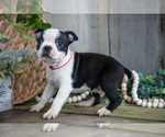 Small Photo #6 Boston Terrier Puppy For Sale in MILLERSBURG, OH, USA