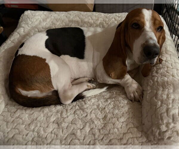 Medium Photo #1 Basset Hound Puppy For Sale in Hesperia, CA, USA