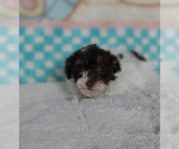 Medium Photo #1 Poodle (Toy) Puppy For Sale in FRYTOWN, IA, USA