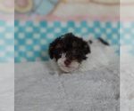 Small Photo #1 Poodle (Toy) Puppy For Sale in FRYTOWN, IA, USA