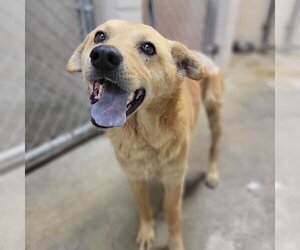 Labrador Retriever-Unknown Mix Dogs for adoption in San Diego, CA, USA