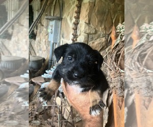 Medium Miniature Schnauzzie