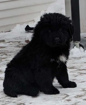 Medium Photo #3 Newfoundland Puppy For Sale in DEXTER, MI, USA