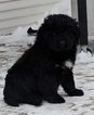 Small Photo #3 Newfoundland Puppy For Sale in DEXTER, MI, USA
