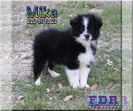 Puppy 2 Miniature Australian Shepherd