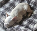 Small #3 French Bulldog
