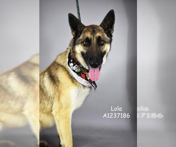 Medium Photo #1 German Shepherd Dog-Unknown Mix Puppy For Sale in Bakersfield, CA, USA